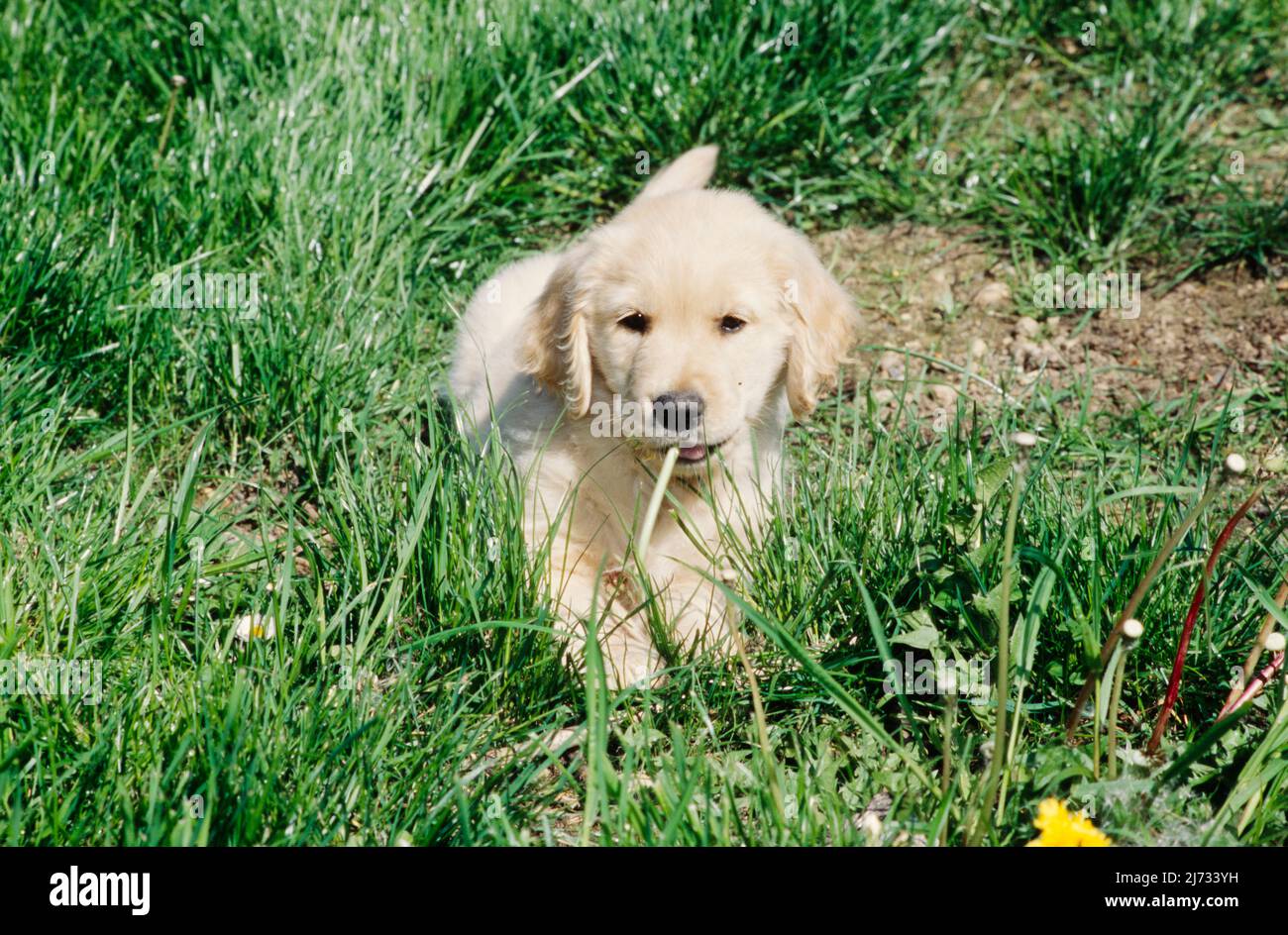 Golden Retriever puppy in grass Stock Photo - Alamy
