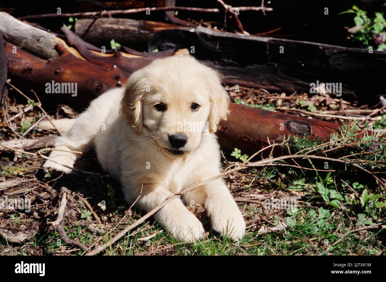 Golden Retriever puppy in grass Stock Photo - Alamy