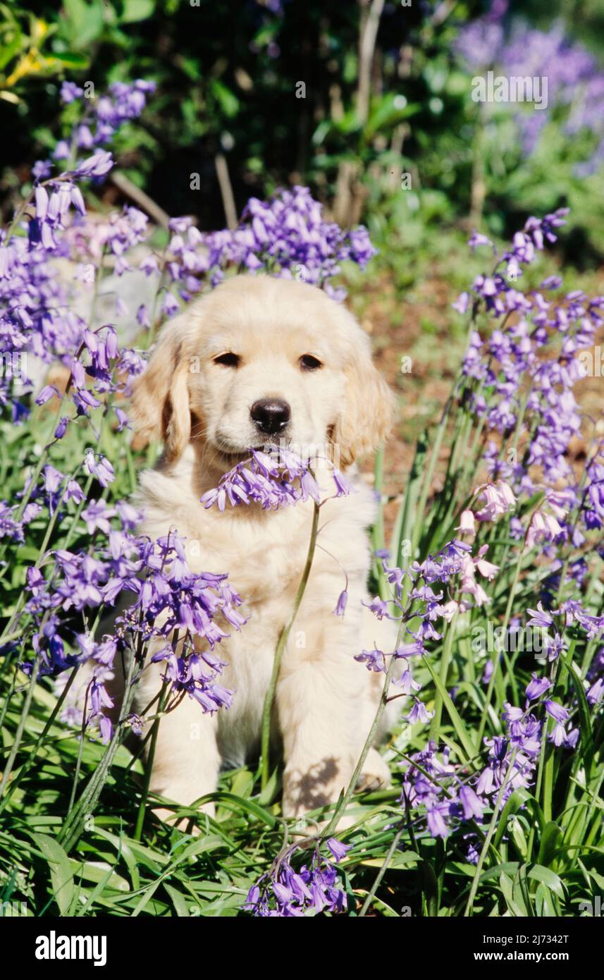 Golden Retriever puppy in flowers Stock Photo - Alamy