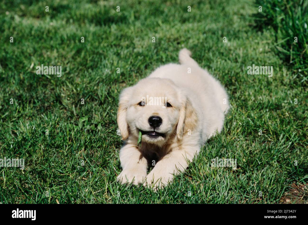 Golden Retriever puppy in grass Stock Photo - Alamy