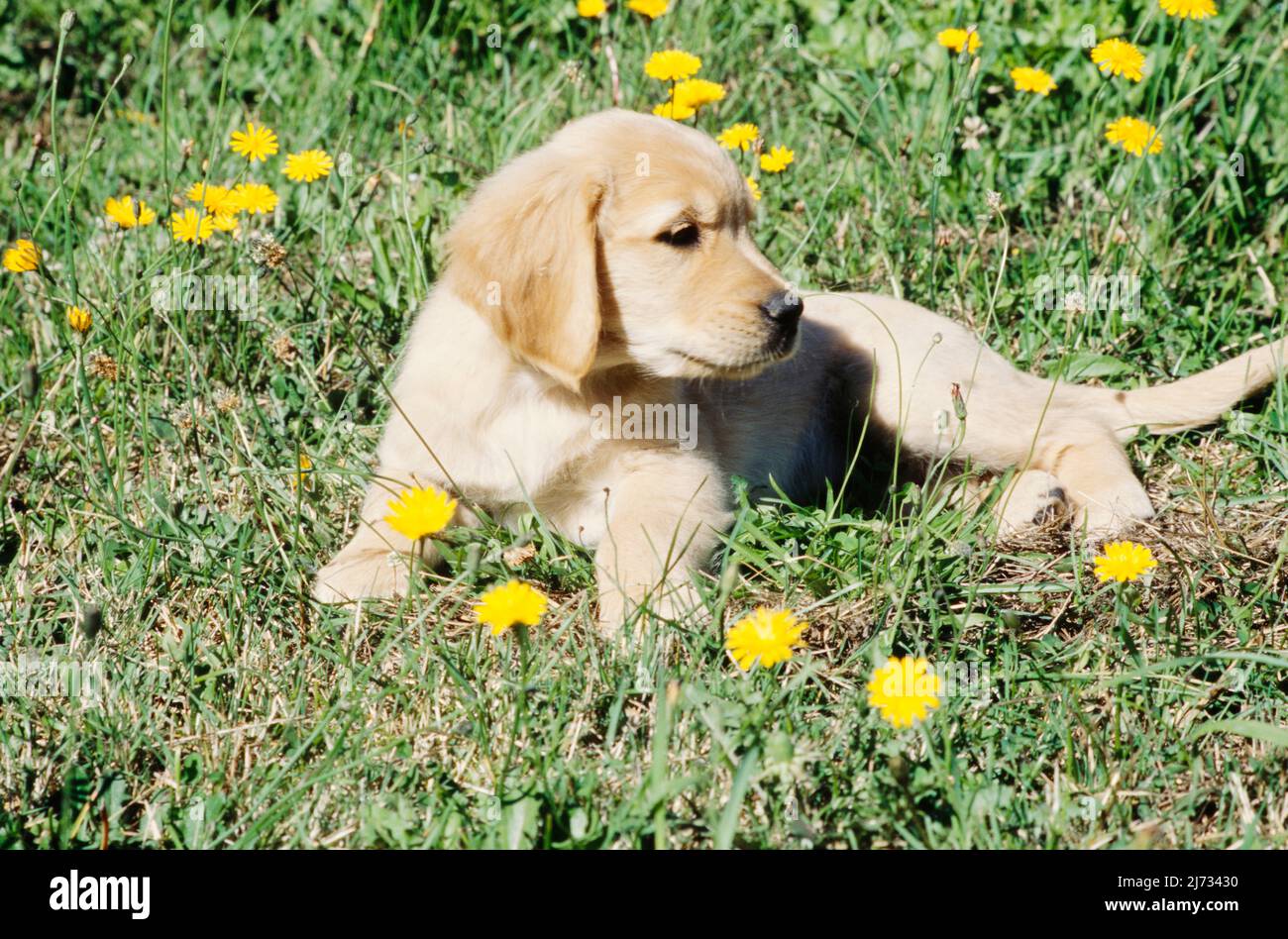Golden Retriever puppy in flowers Stock Photo - Alamy