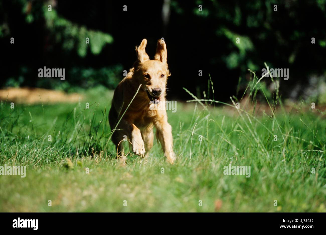Golden Retriever puppy running in field Stock Photo - Alamy