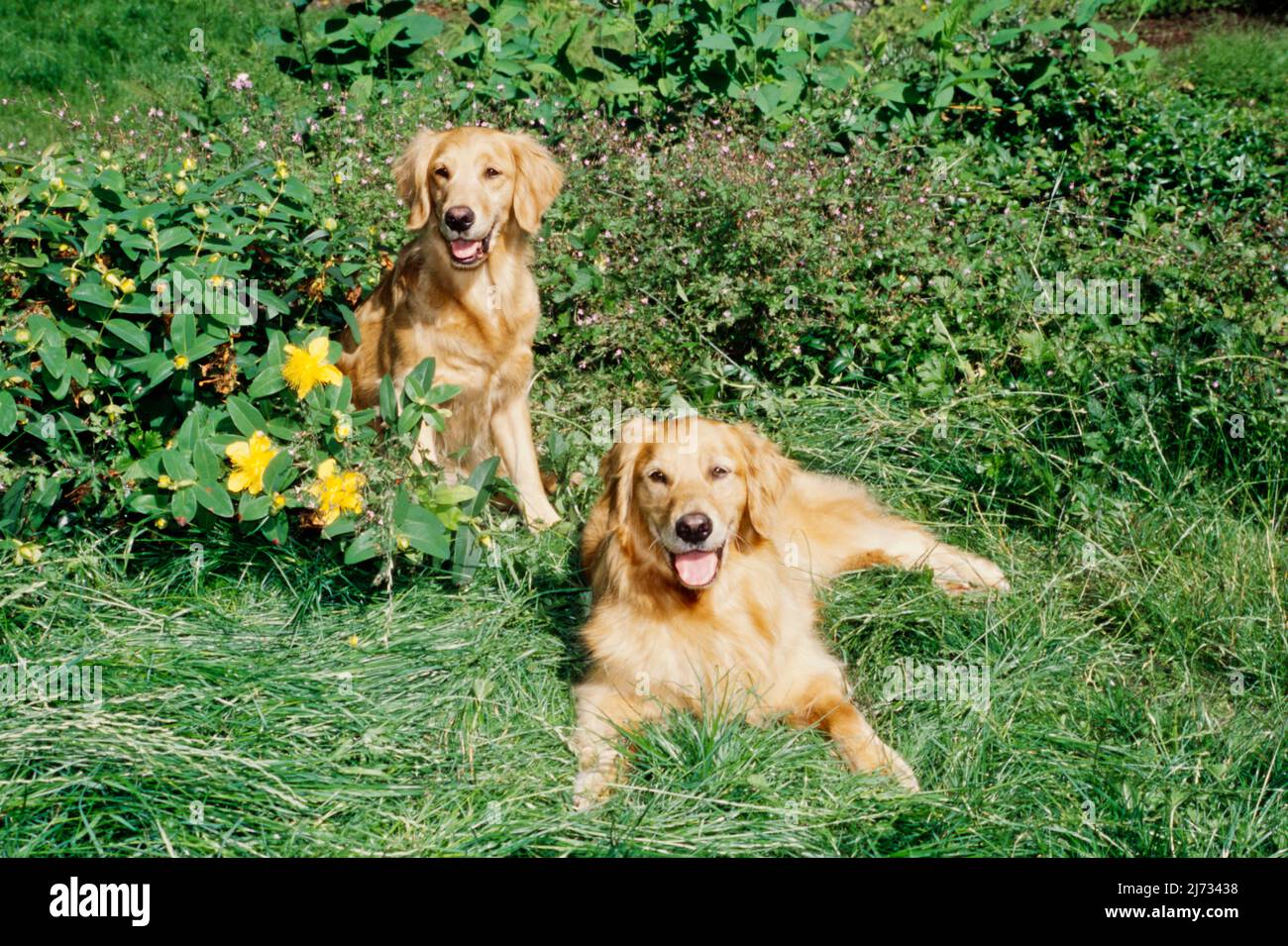 Golden Retrievers in flower bush Stock Photo