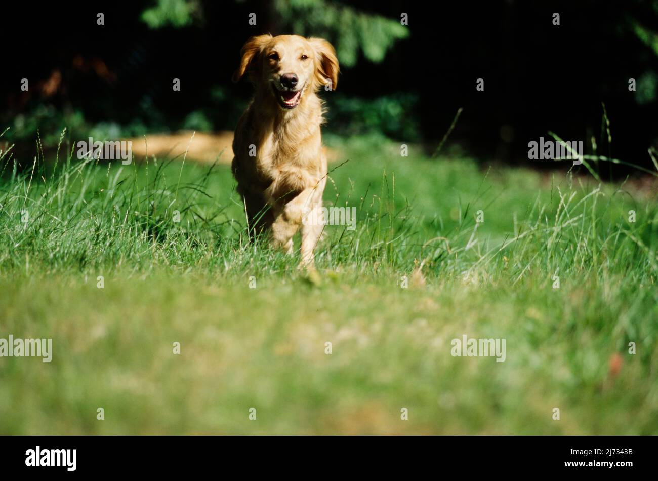 Golden Retriever puppy running in field Stock Photo - Alamy
