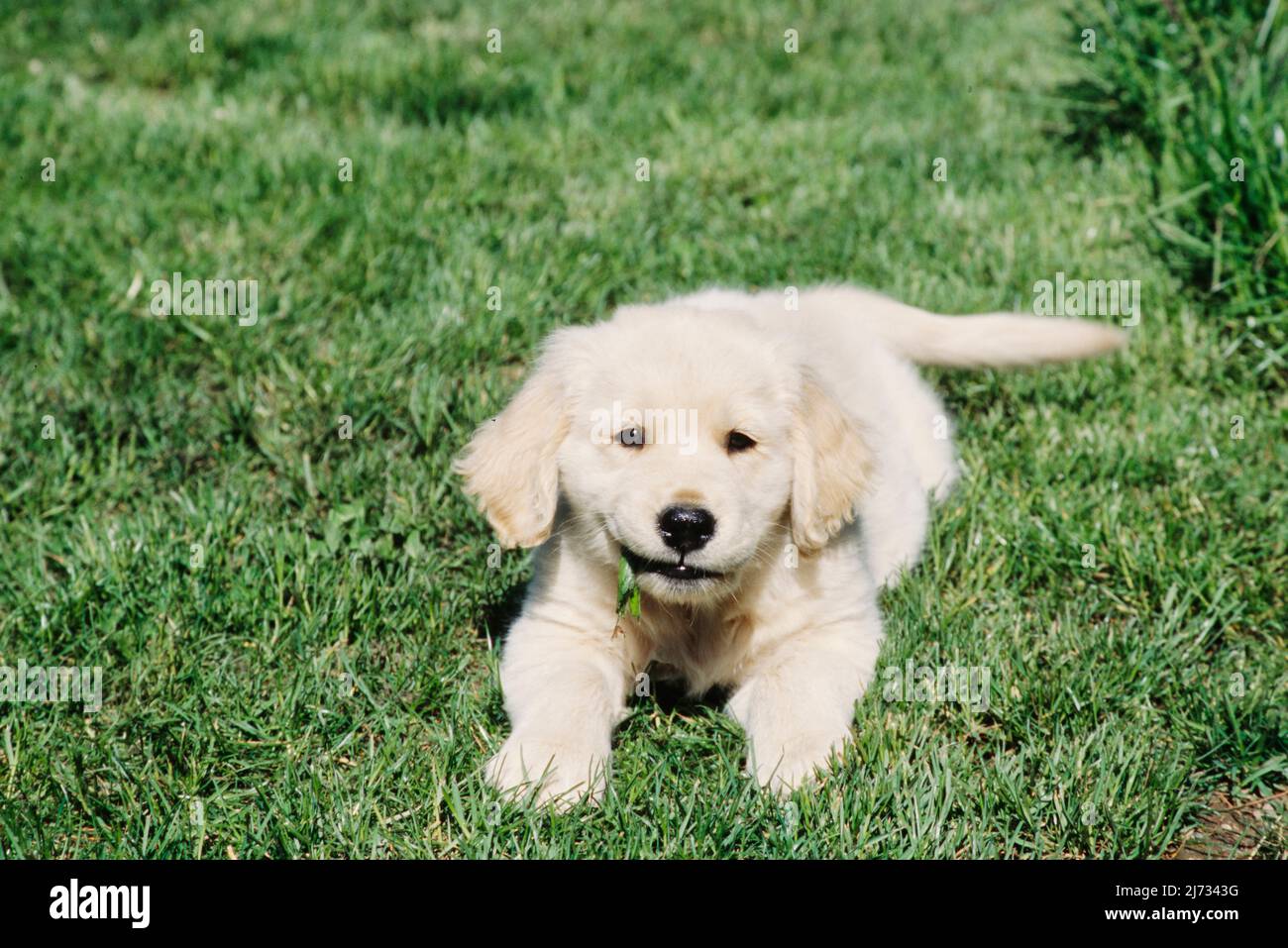 Golden Retriever puppy in grass Stock Photo - Alamy