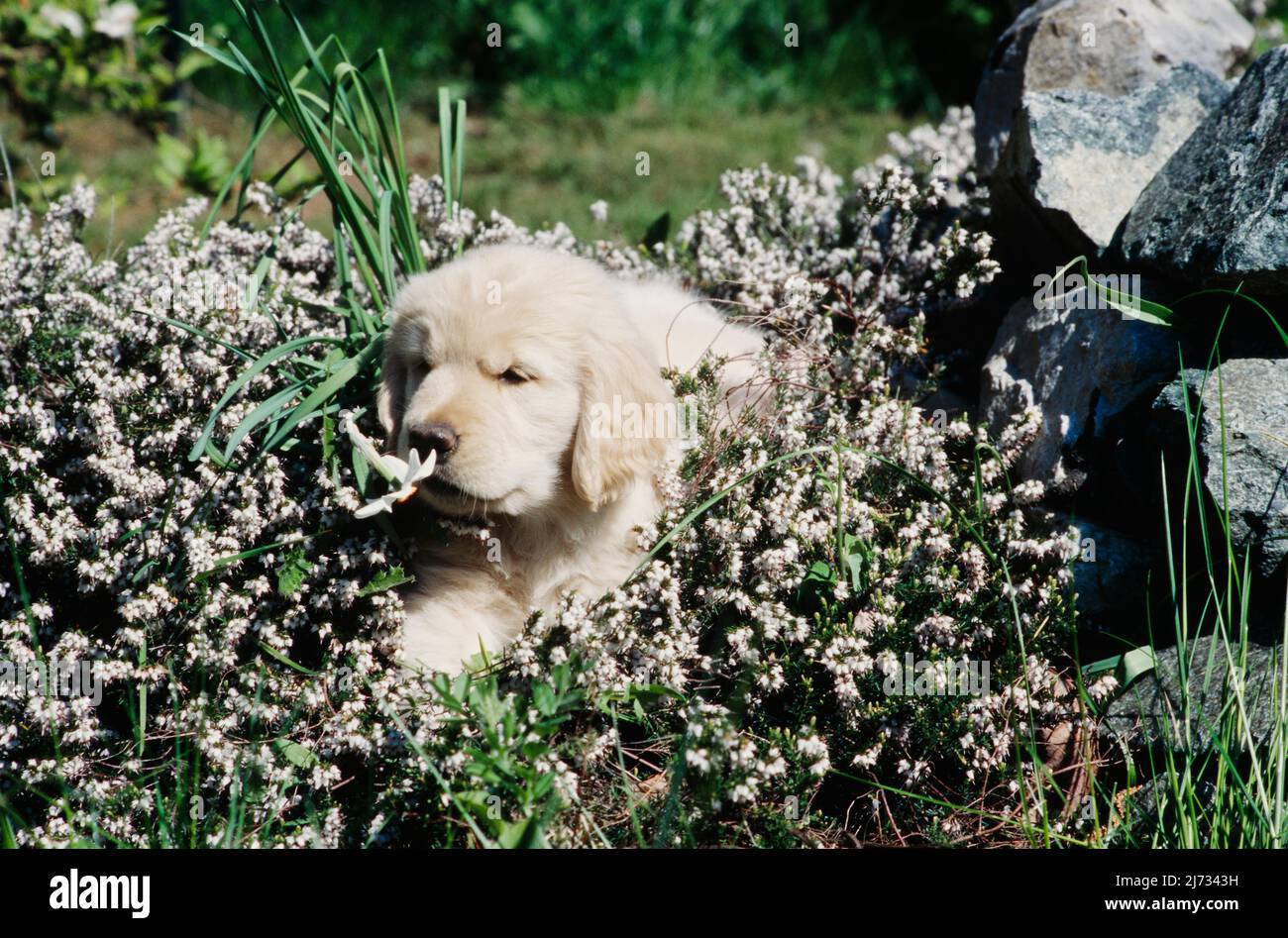 Golden Retriever puppy in flowers Stock Photo - Alamy