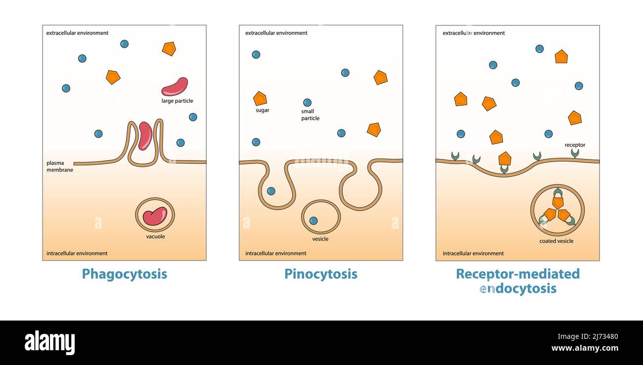 Variations of endocytosis: phagocytosis, pinocytosis, receptor-mediated endocytosis. Stock Vector