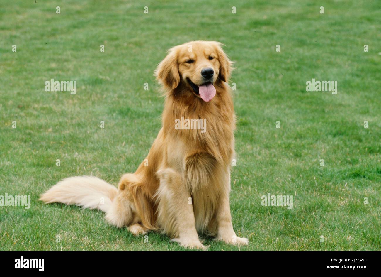 Golden Retriever in grass Stock Photo Alamy