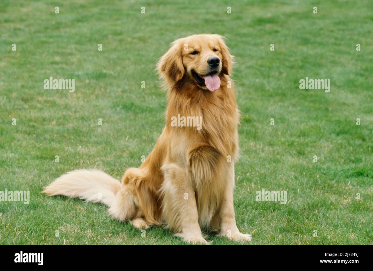 Golden retriever in grass hi-res stock photography and images - Alamy
