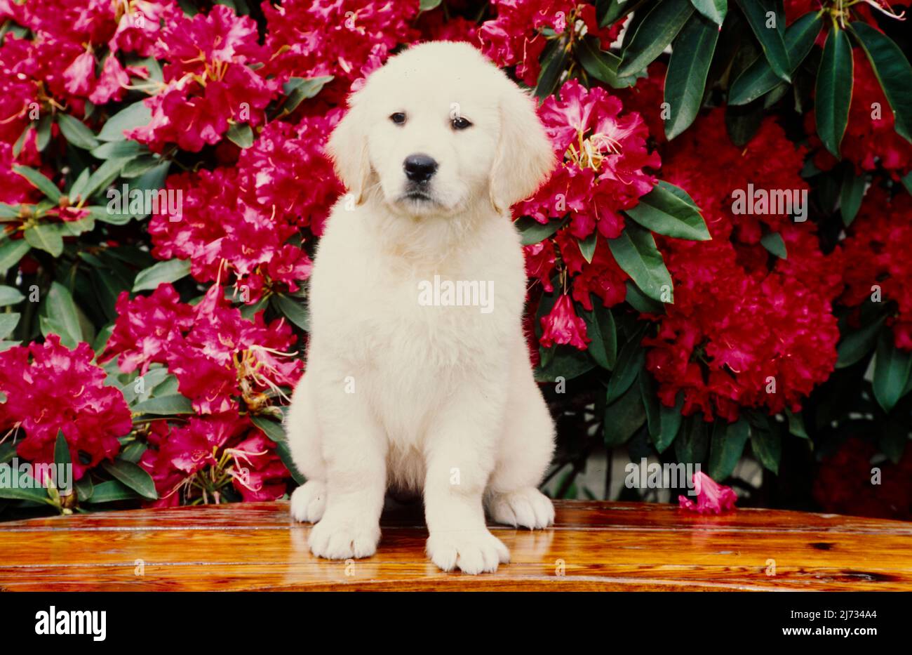 Golden Retriever puppy in front of flowers Stock Photo - Alamy