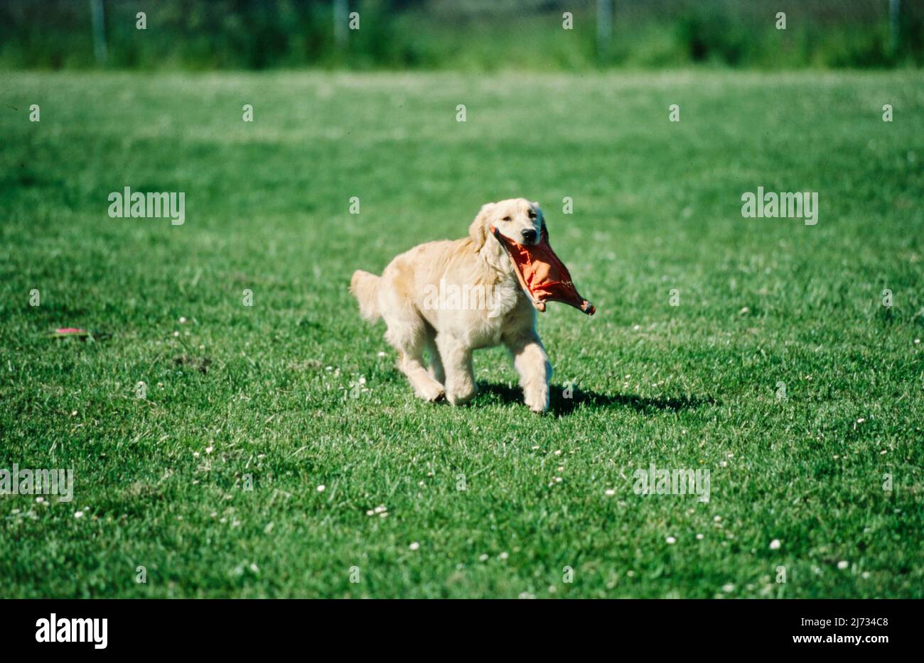 Golden retriever toy hi-res stock photography and images - Alamy