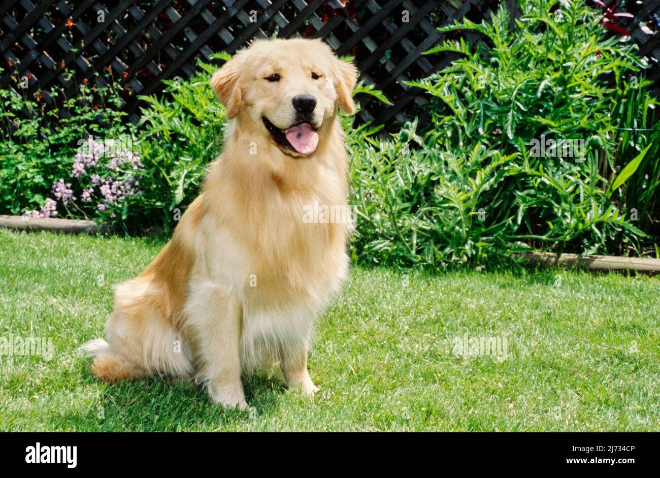 Golden retriever in yard hi-res stock photography and images - Alamy