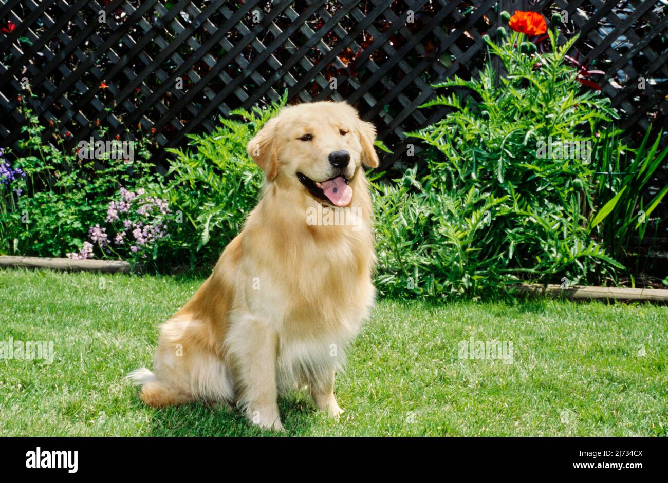 Golden Retriever in yard Stock Photo Alamy