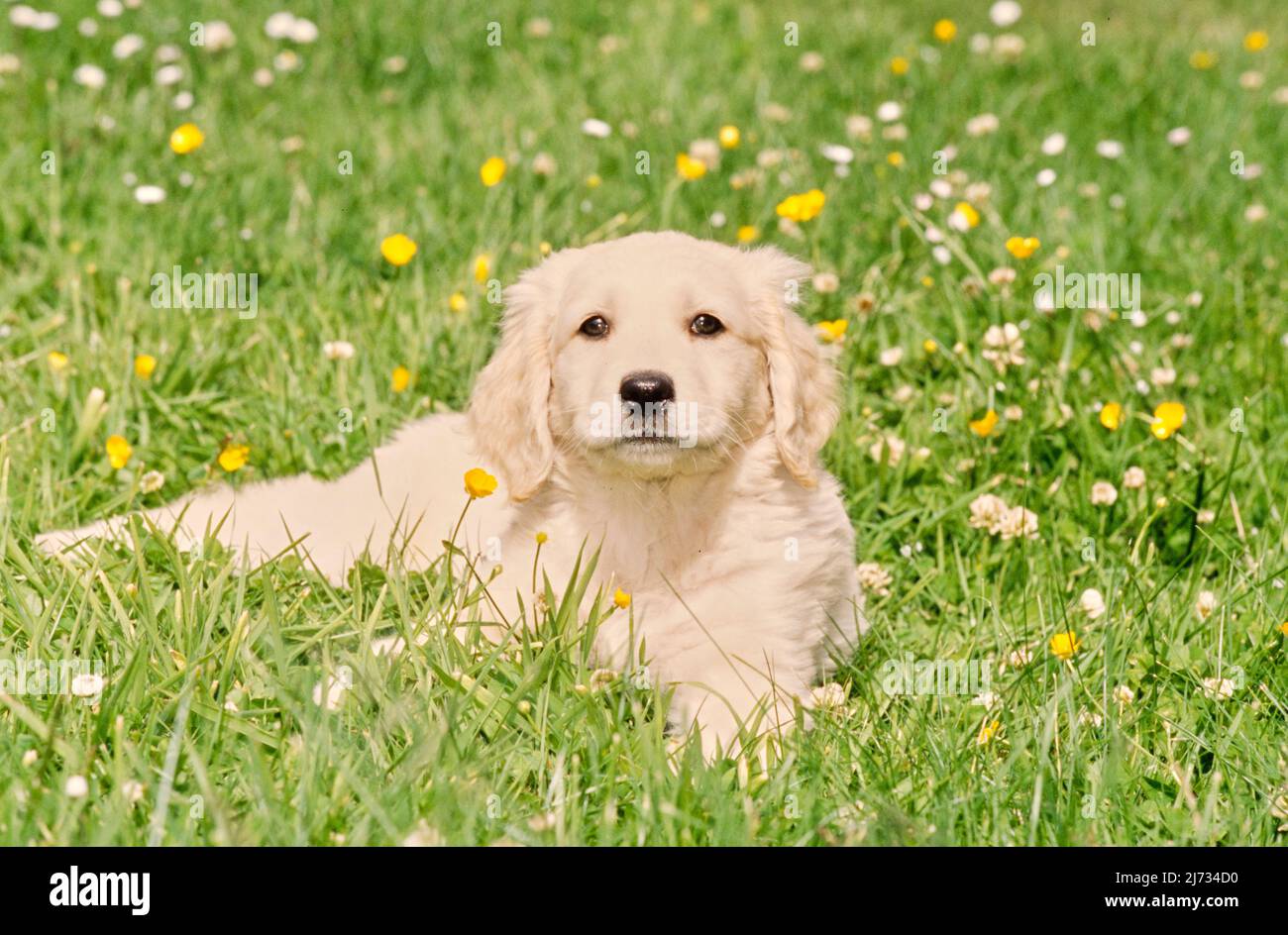 Golden Retriever puppy in grass with flowers Stock Photo - Alamy