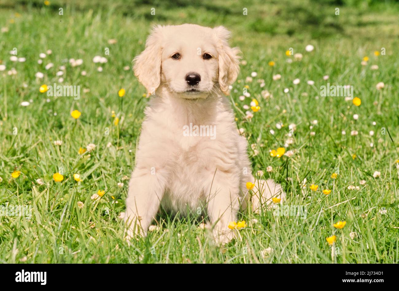 Golden Retriever puppy in grass with flowers Stock Photo - Alamy