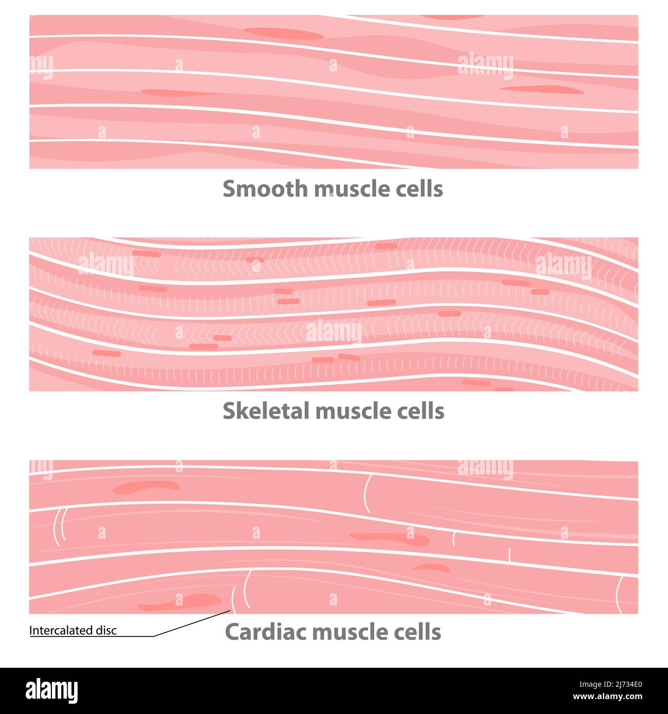 Types of muscle tissue structure: cardiac, smooth, sceletal. smooth muscle cells, cardiac muscle cells,  multinucleate skeletal cells. Stock Vector