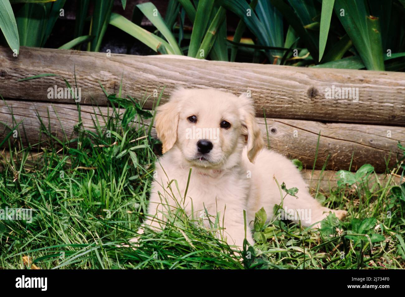 Golden Retriever puppy in grass Stock Photo Alamy