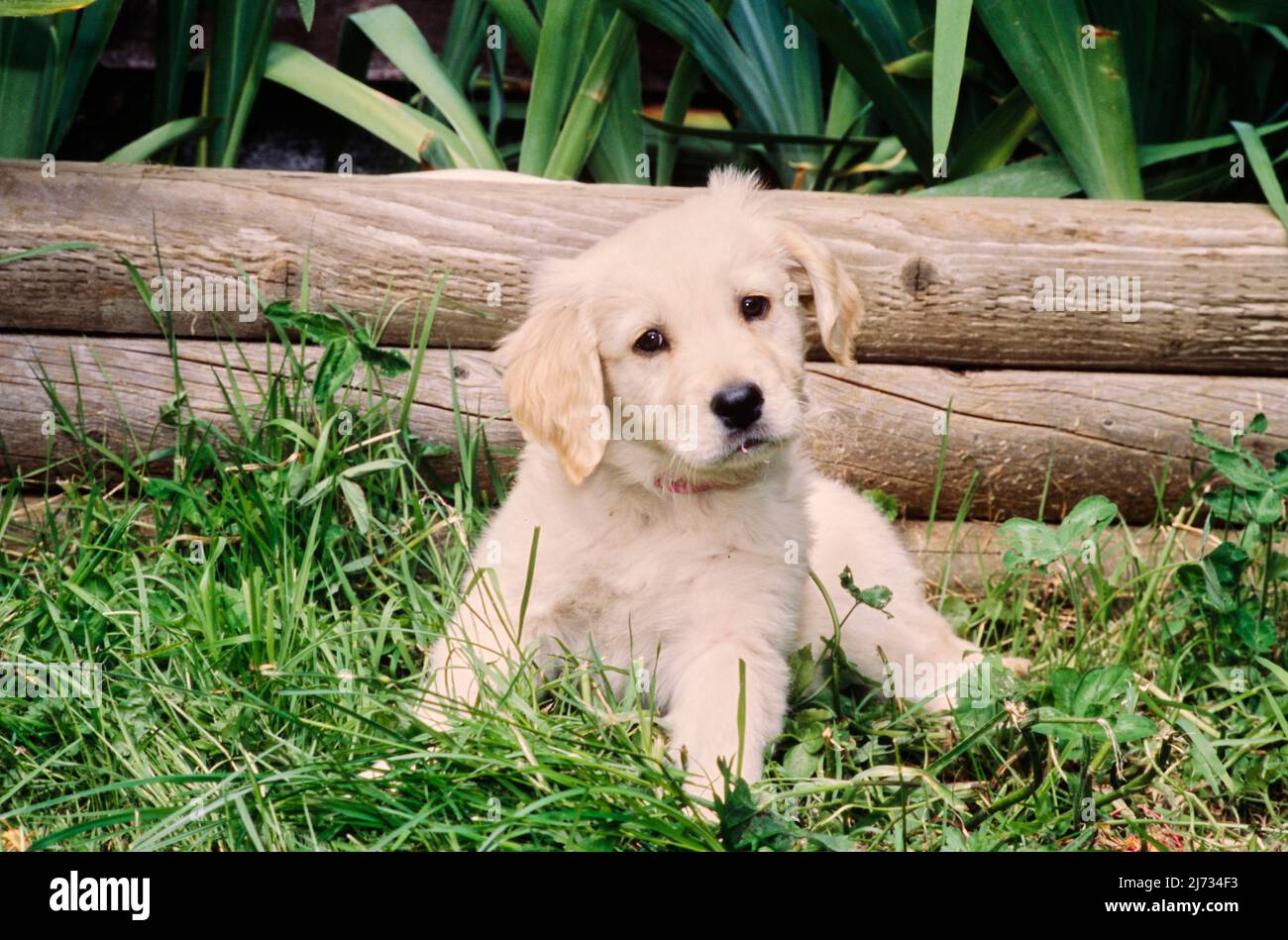 Golden Retriever puppy in grass Stock Photo - Alamy