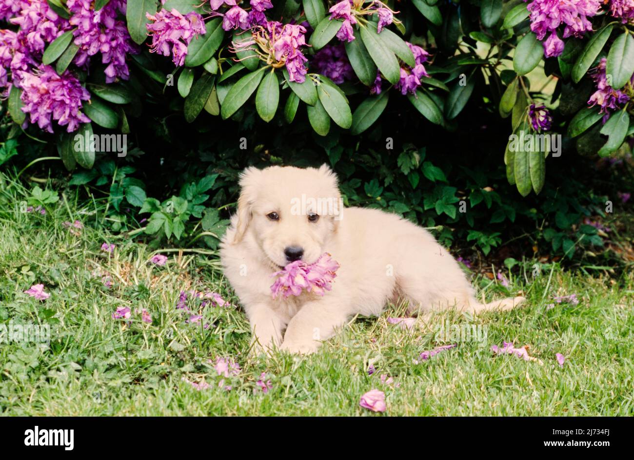 Golden Retriever puppy in grass with flowers Stock Photo - Alamy