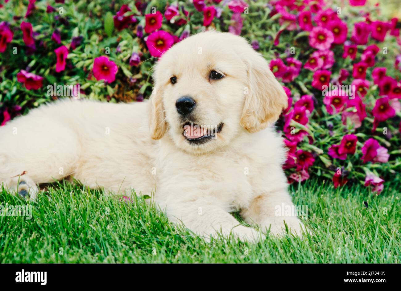 Golden Retriever puppy in grass in front of flowers Stock Photo - Alamy