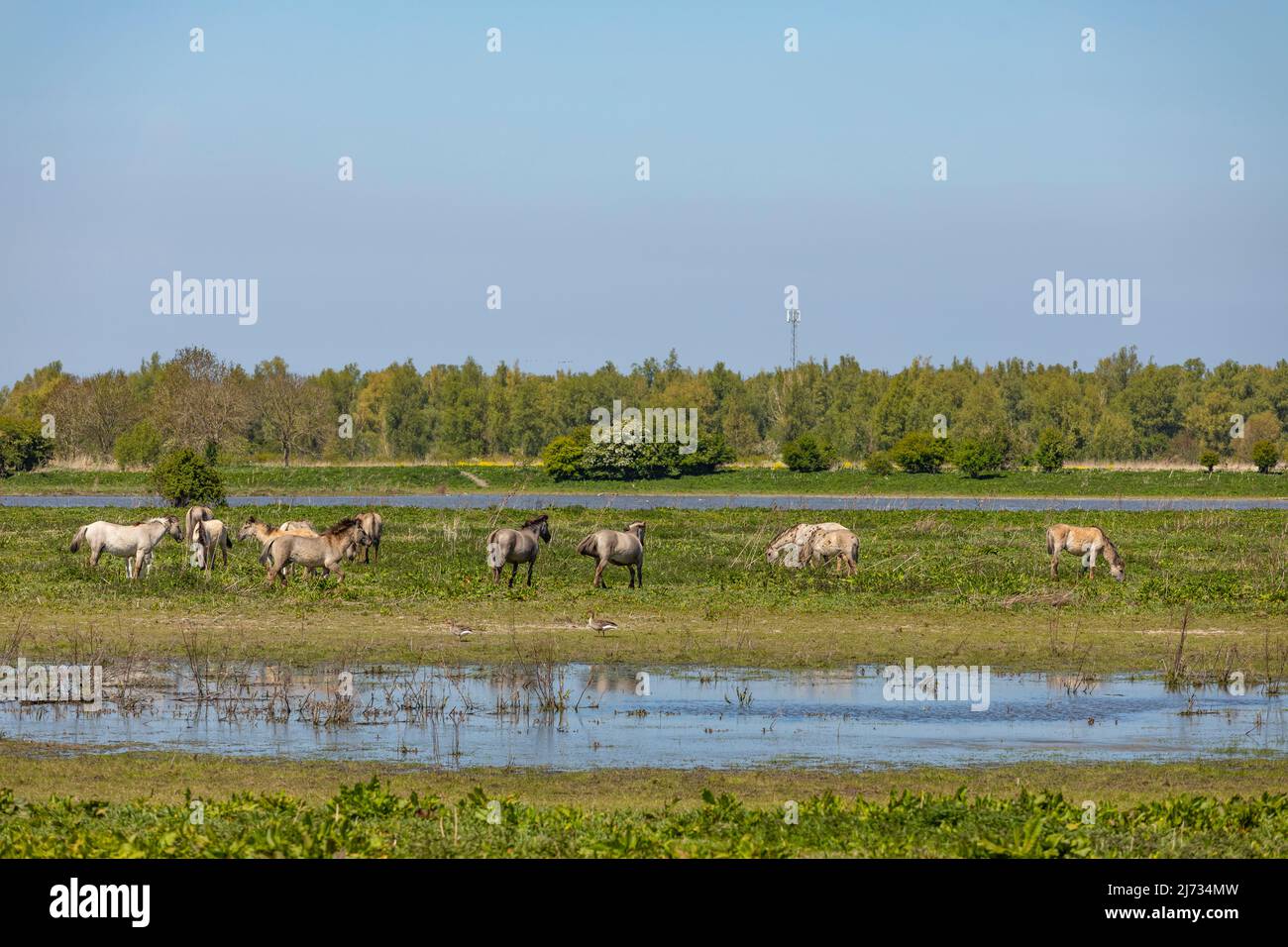 Konik horses grazing in nature park Oostvaardersplassen in the Netherlands Stock Photo