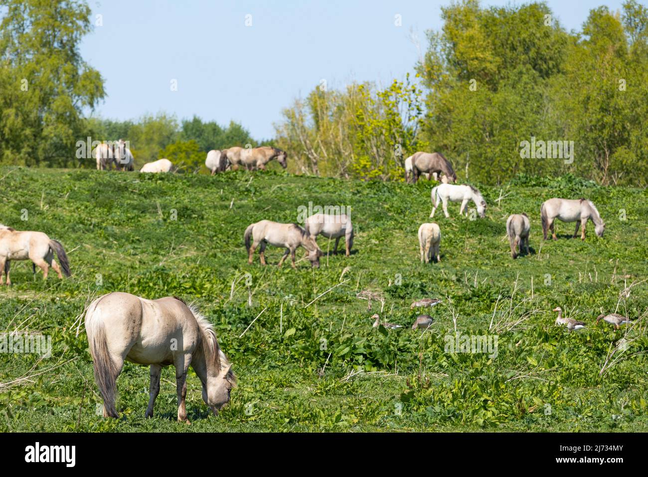 Konik horses grazing in nature park Oostvaardersplassen in the Netherlands Stock Photo