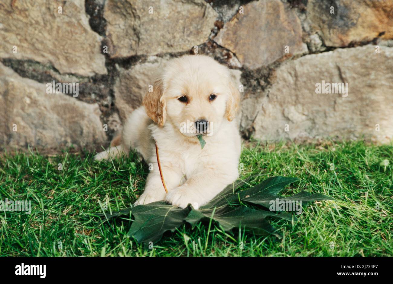 Golden Retriever puppy in grass in front of wall Stock Photo - Alamy
