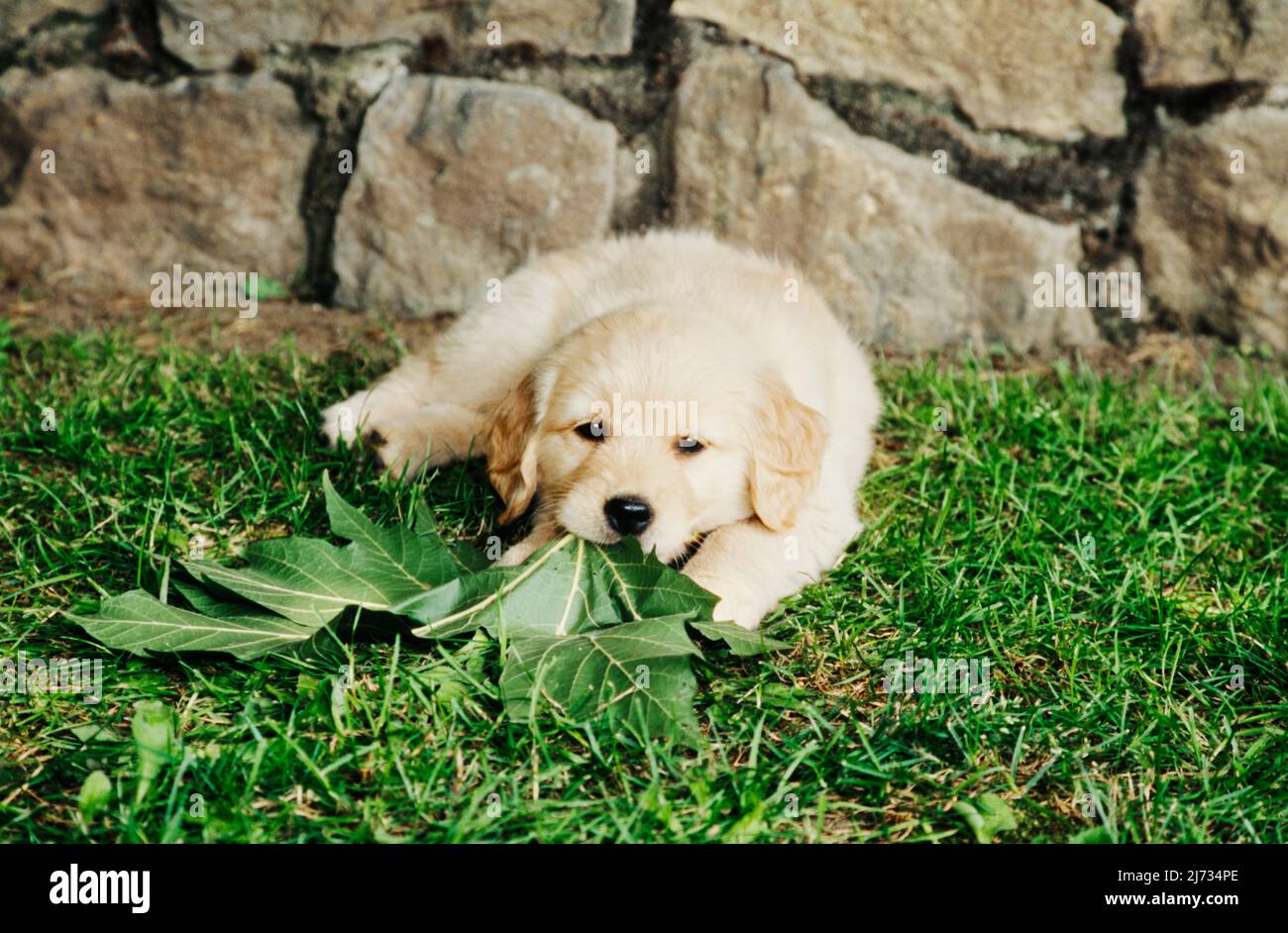 Golden Retriever puppy in grass in front of wall Stock Photo - Alamy