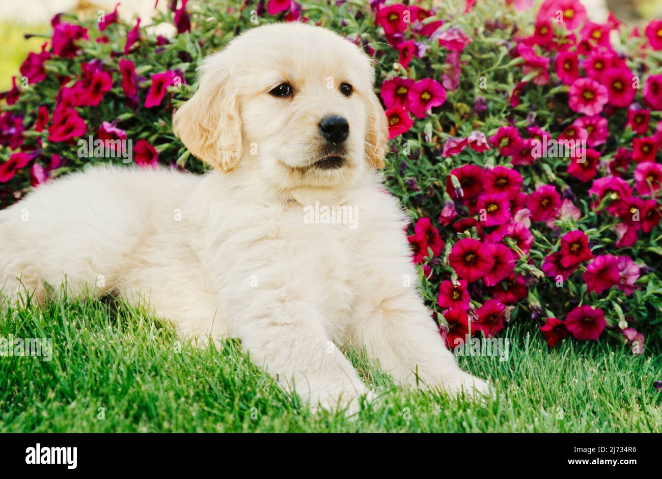 Golden Retriever puppy in grass in front of flowers Stock Photo - Alamy