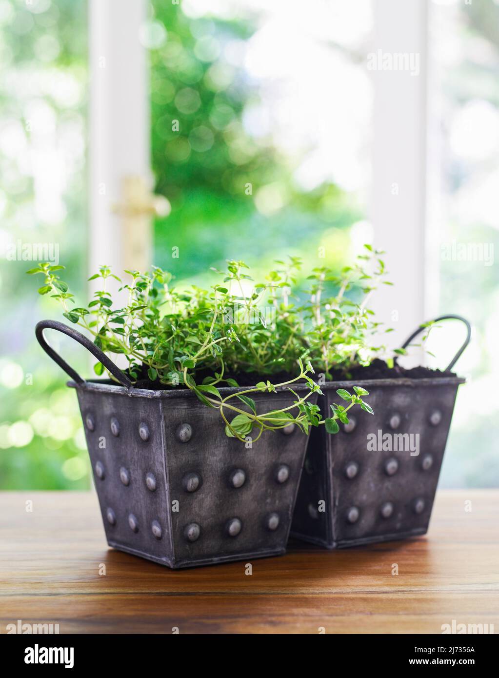Thyme plants growing inside in metal pots Stock Photo Alamy
