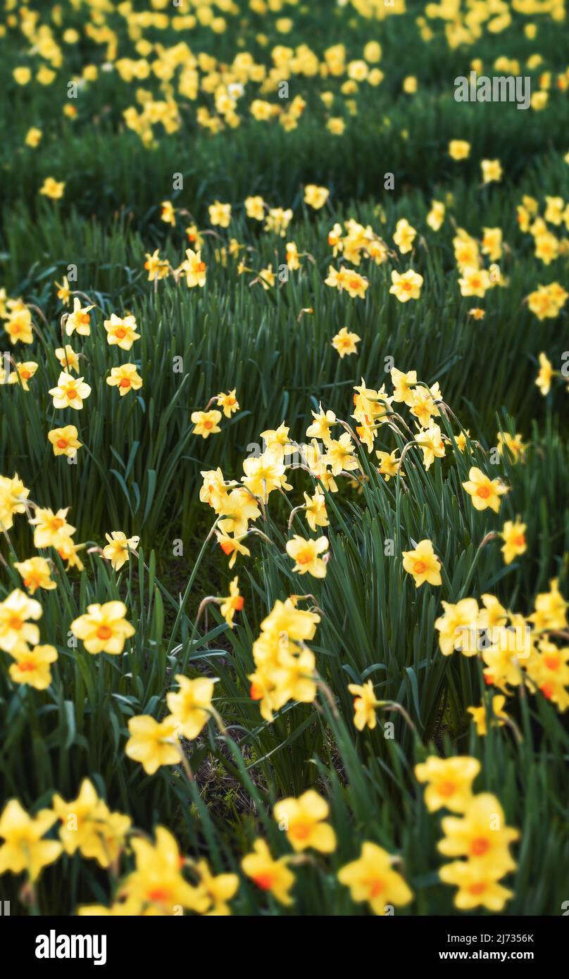 A field of yellow daffodils in full bloom Stock Photo Alamy