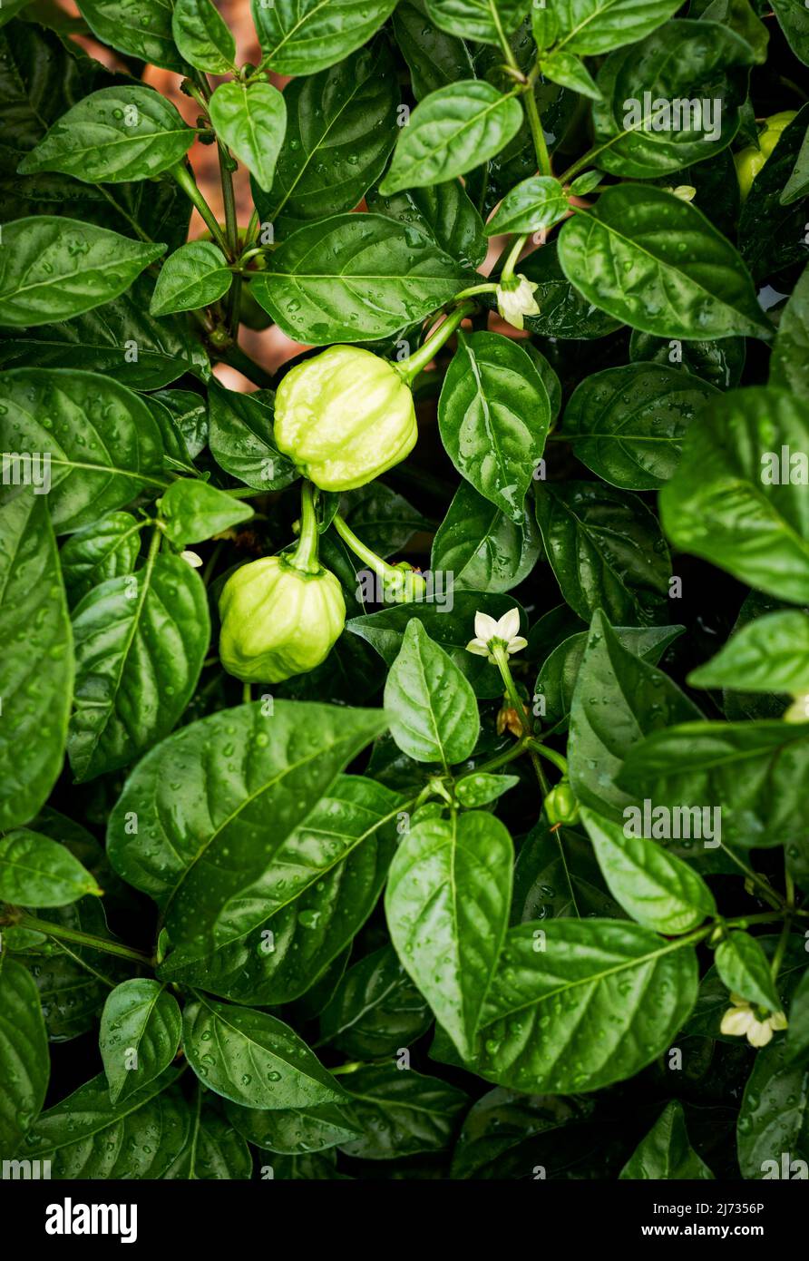 Habanero Chilli plant with green chillies and dainty white flowers Stock Photo