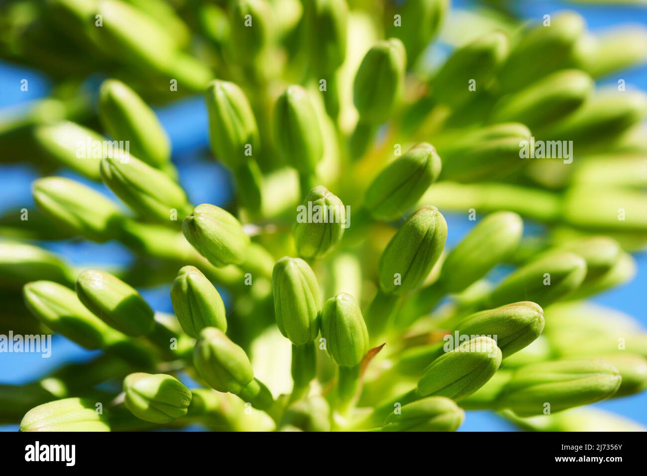 Close up of agave flower stem against blue sky Stock Photo