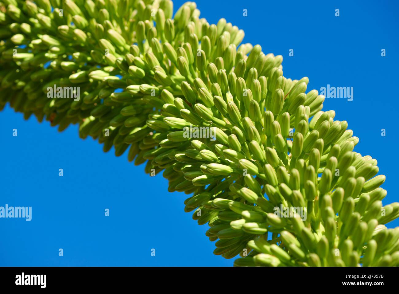 Agave flower stem against blue sky Stock Photo