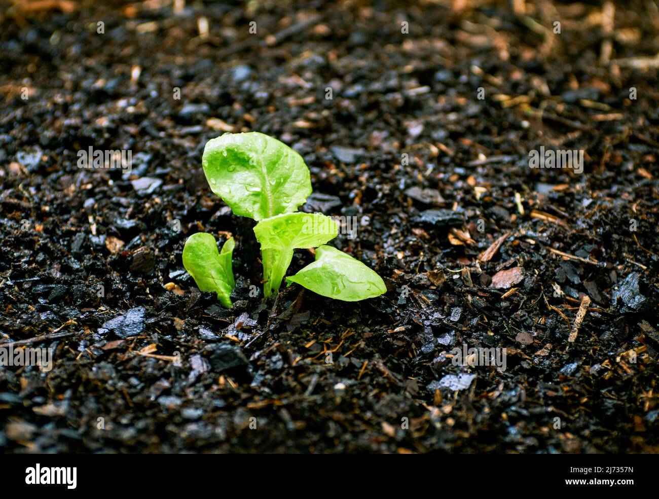 Young lettuce seedling growing in garden Stock Photo Alamy