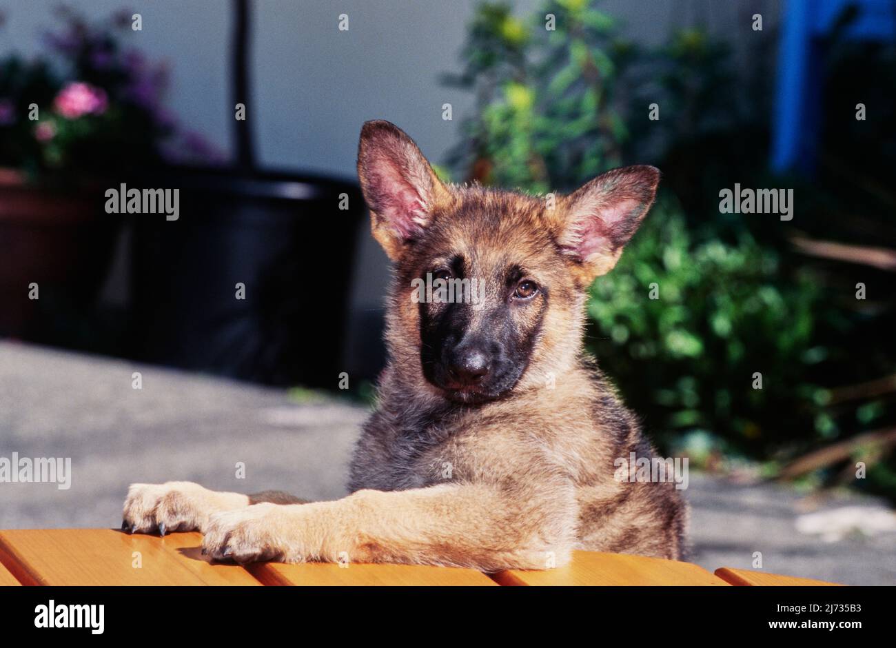 German shepherd puppy raised up on wooden table Stock Photo