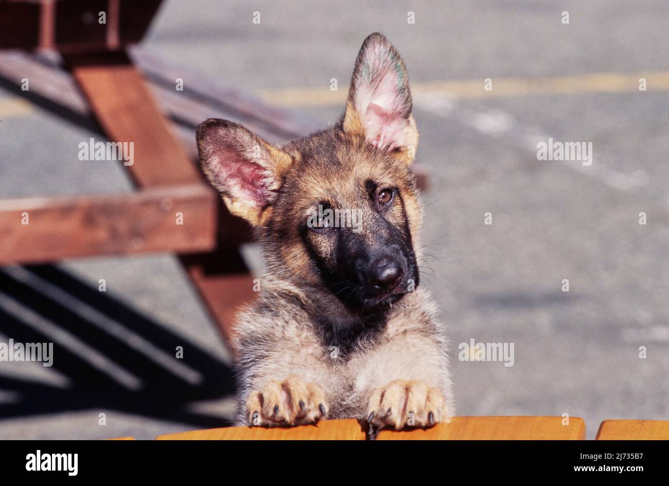 German shepherd puppy raised up on wooden table Stock Photo