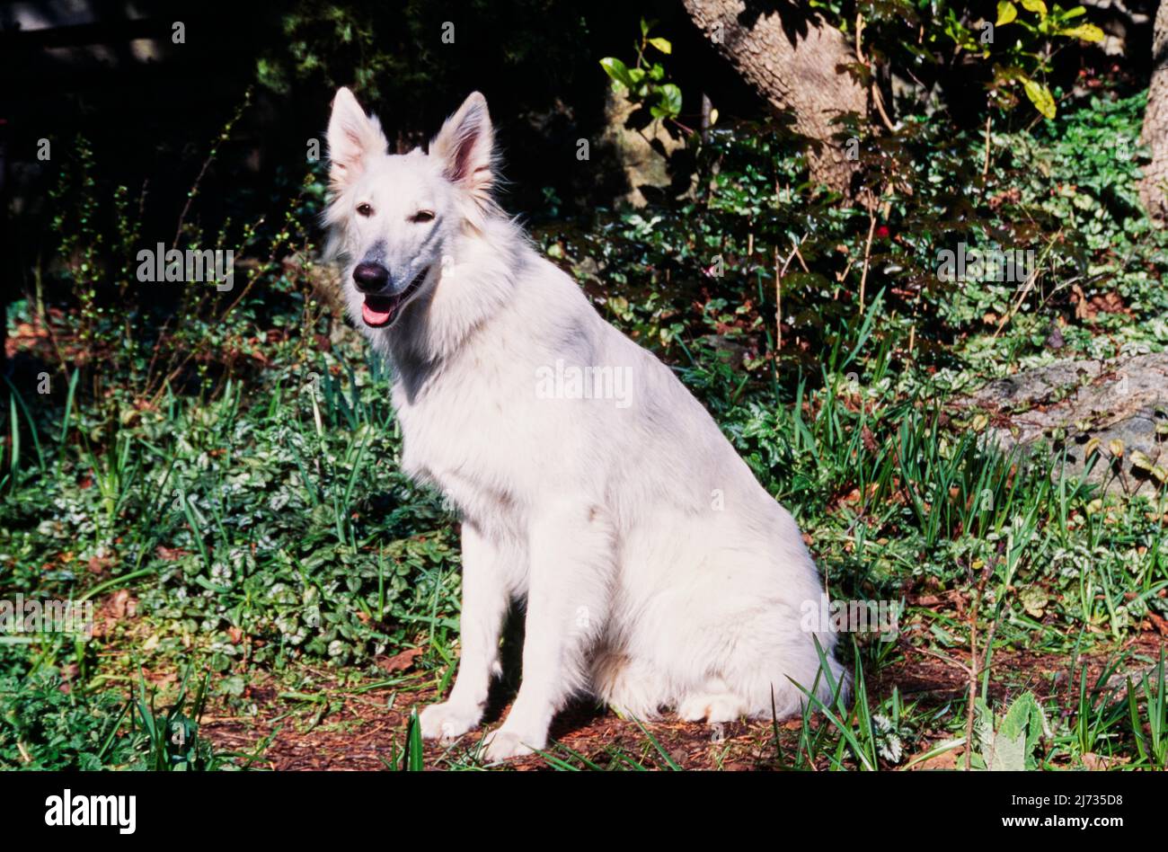 breeds white swiss shepherd malefemale difference