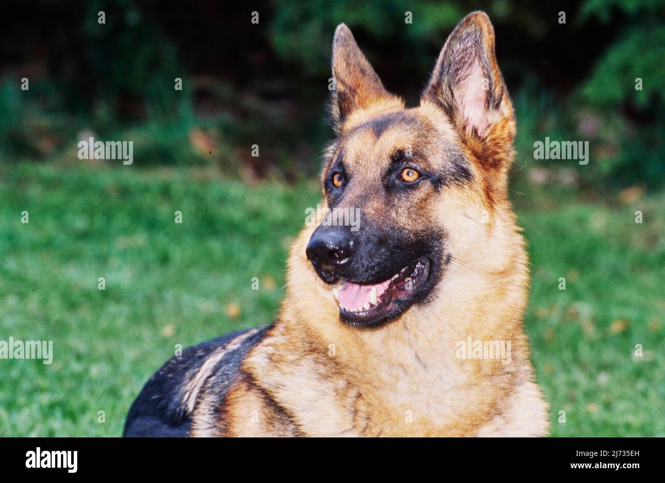 Closeup of German shepherd head outdoors Stock Photo