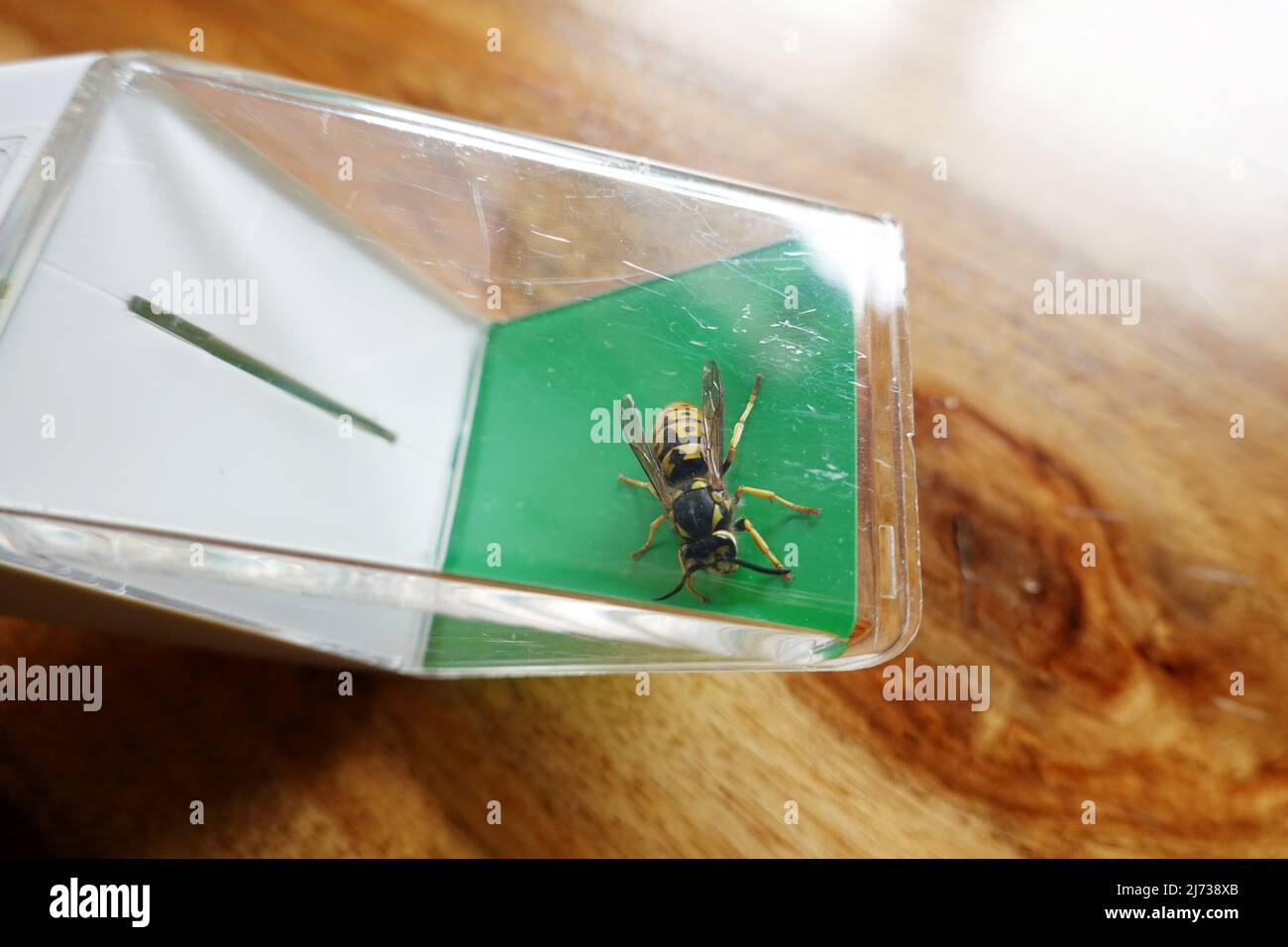 Deutsche Wespe (Vespula germanica)  - vermutlich eine Königin, gefangen mit einem Insektenfänger Stock Photo