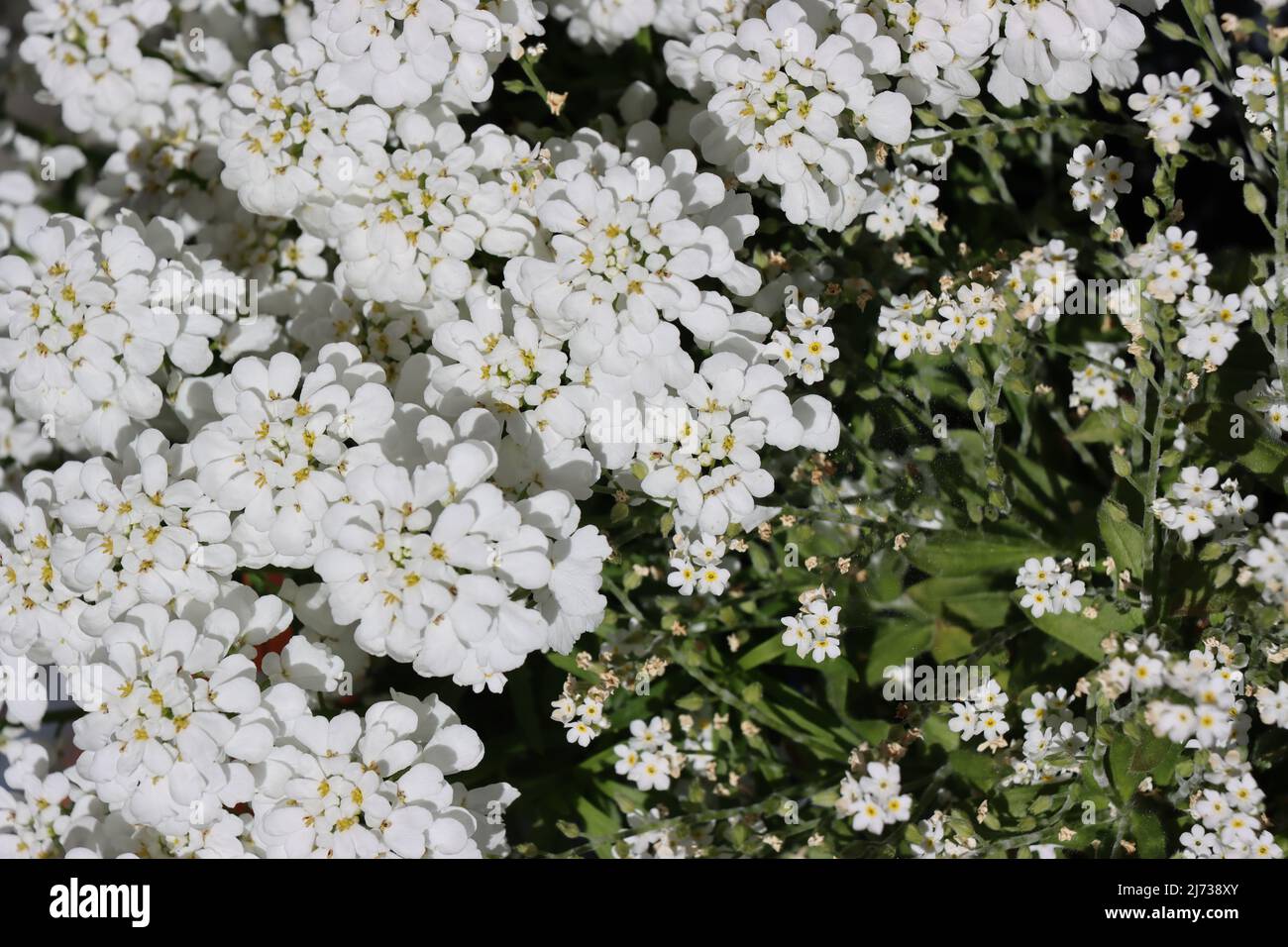 47+ Immergrüne Schleifenblume &amp; 39, Wie kann man die immergrüne
