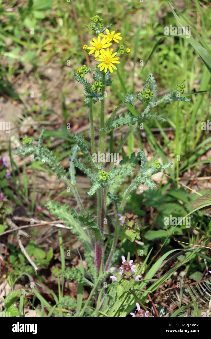 rühlings-Greiskraut oder Frühlings-Kreuzkraut (Senecio leucanthemifolius subsp. vernalis, Syn.: Senecio vernalis) Stock Photo