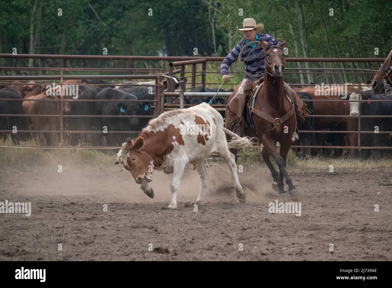 Cowgirls roping hi-res stock photography and images - Alamy