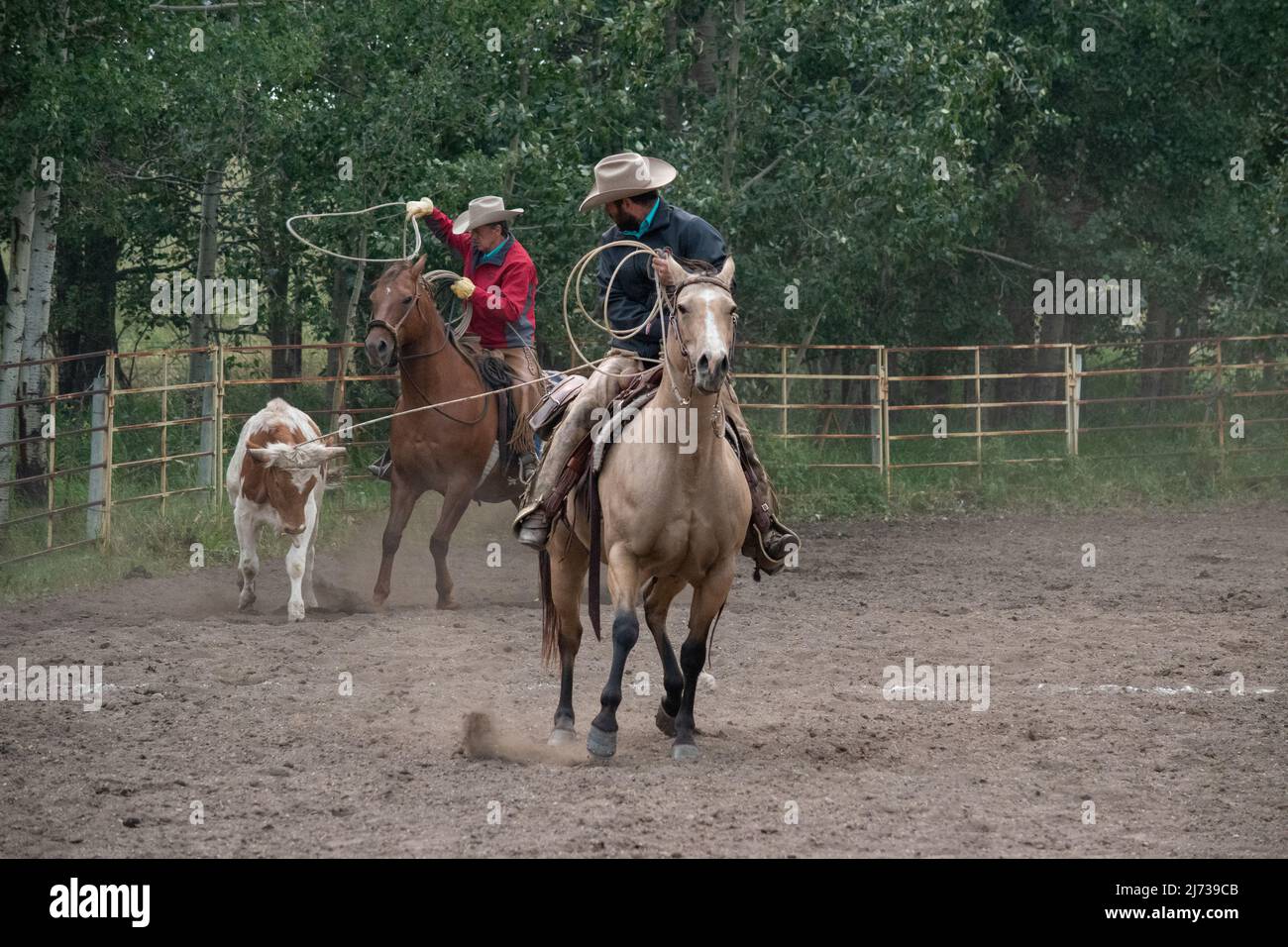 Participants compete in the calf roping event at the annual Ranch Rodeo ...