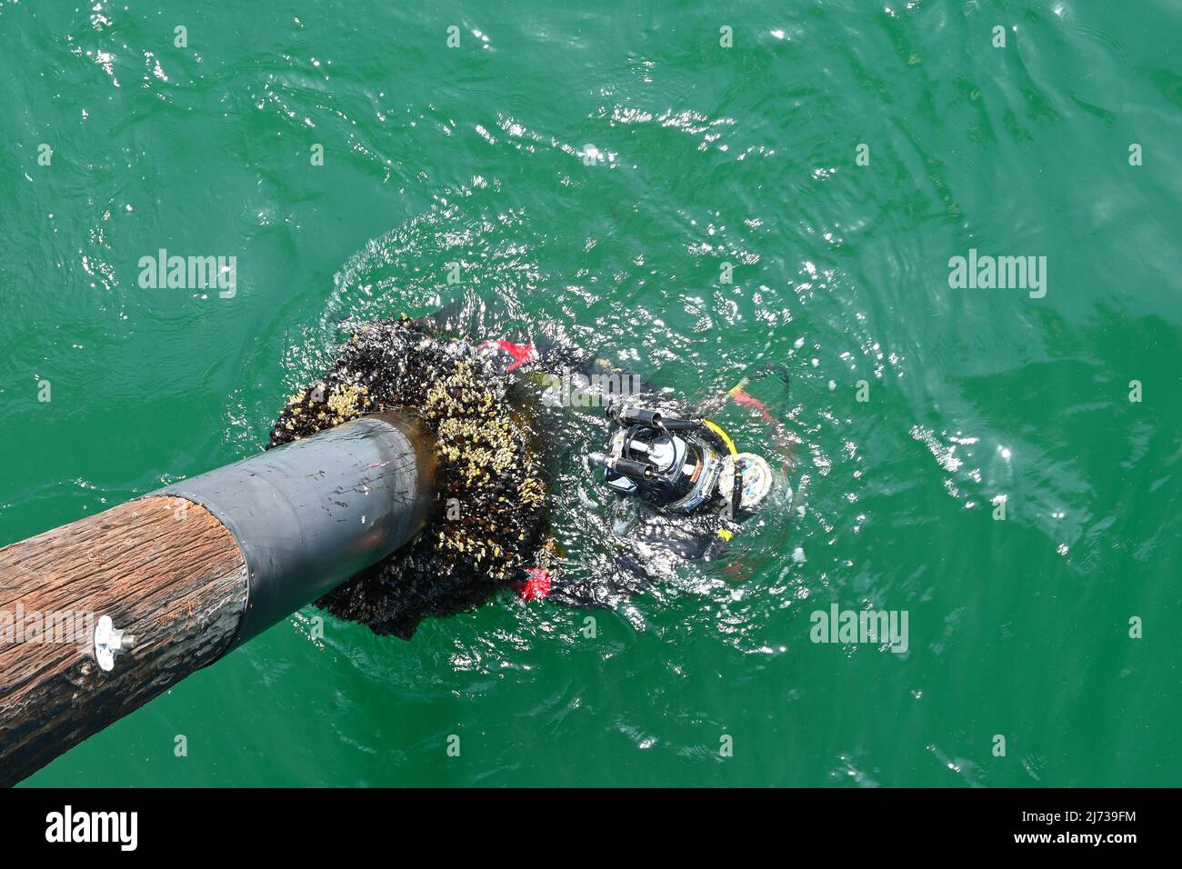 NEWPORT BEACH, CALIFORNIA - 4 MAY 2022: Diver dolding on to a pylon of the pier as he prepares to make repairs. Stock Photo