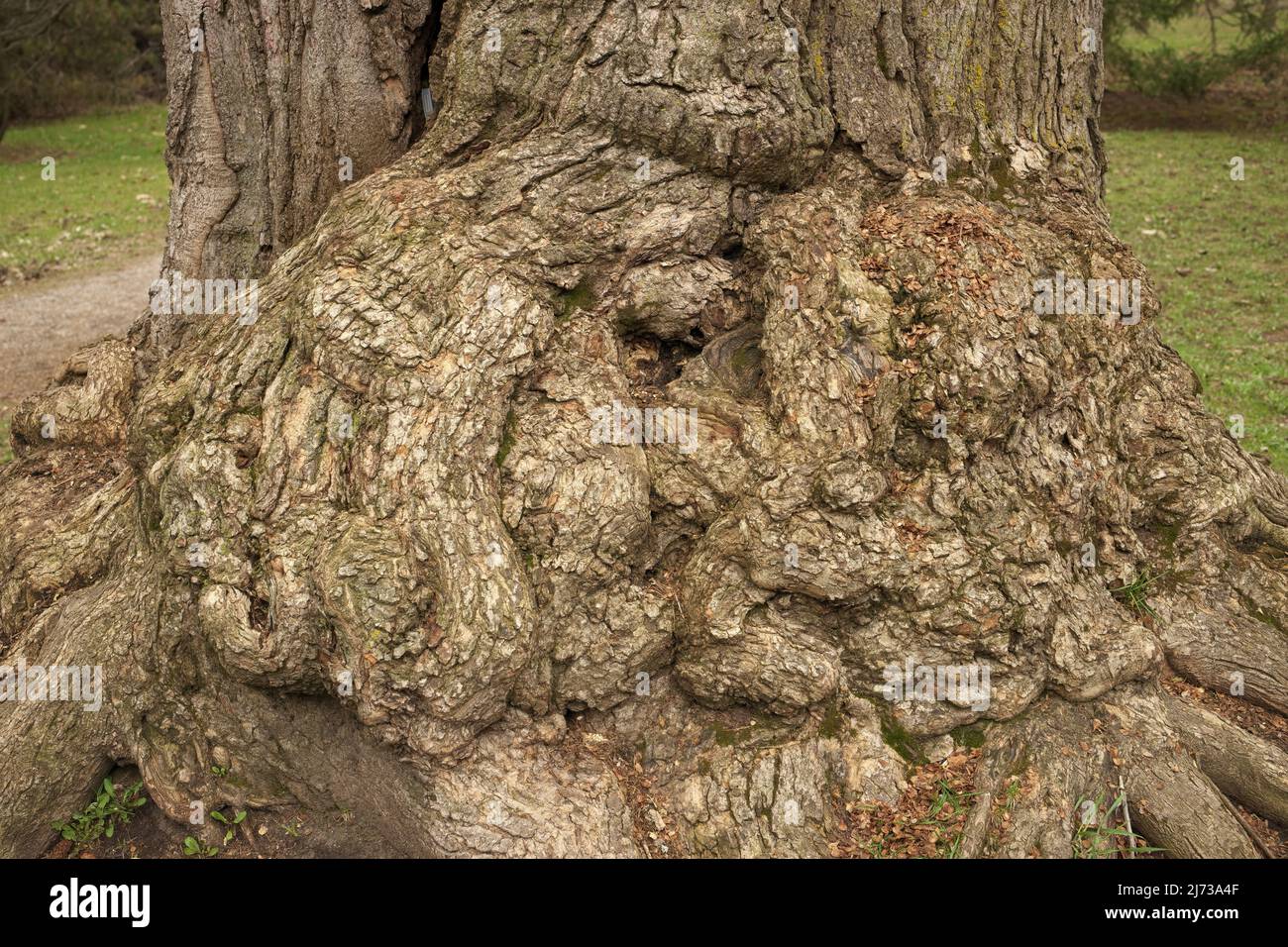 A giant tree burl caused by a parasitoid bacteria. A cancer looking outgrowth Stock Photo