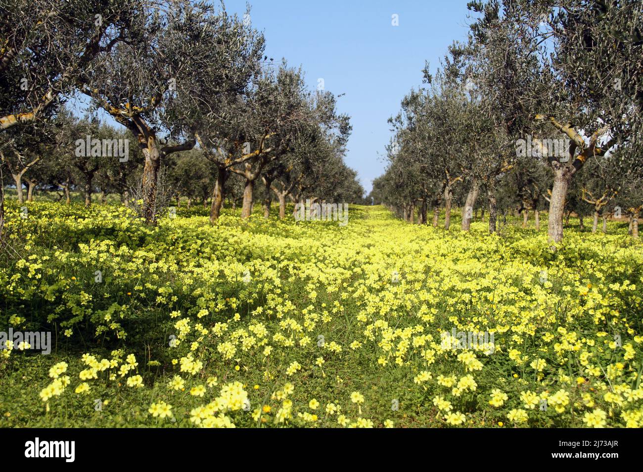 Oxalis pes-caprae (Bowie's wood-sorrel/ Bermuda buttercup) plants in bloom in an orchard in Southern Italy Stock Photo