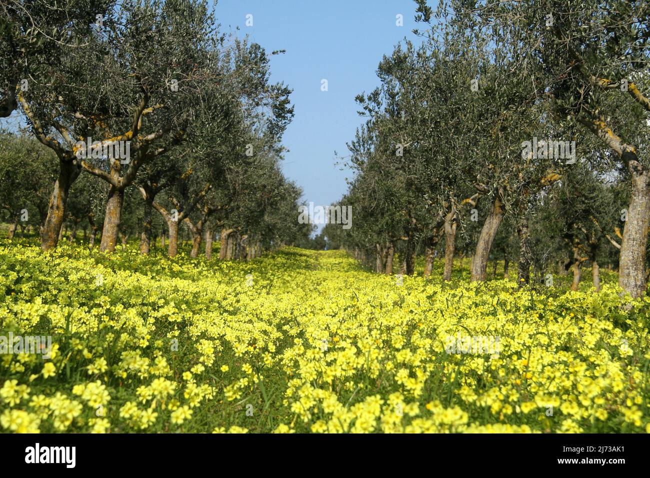 Oxalis pes-caprae (Bowie's wood-sorrel/ Bermuda buttercup) plants in bloom in an orchard in Southern Italy Stock Photo