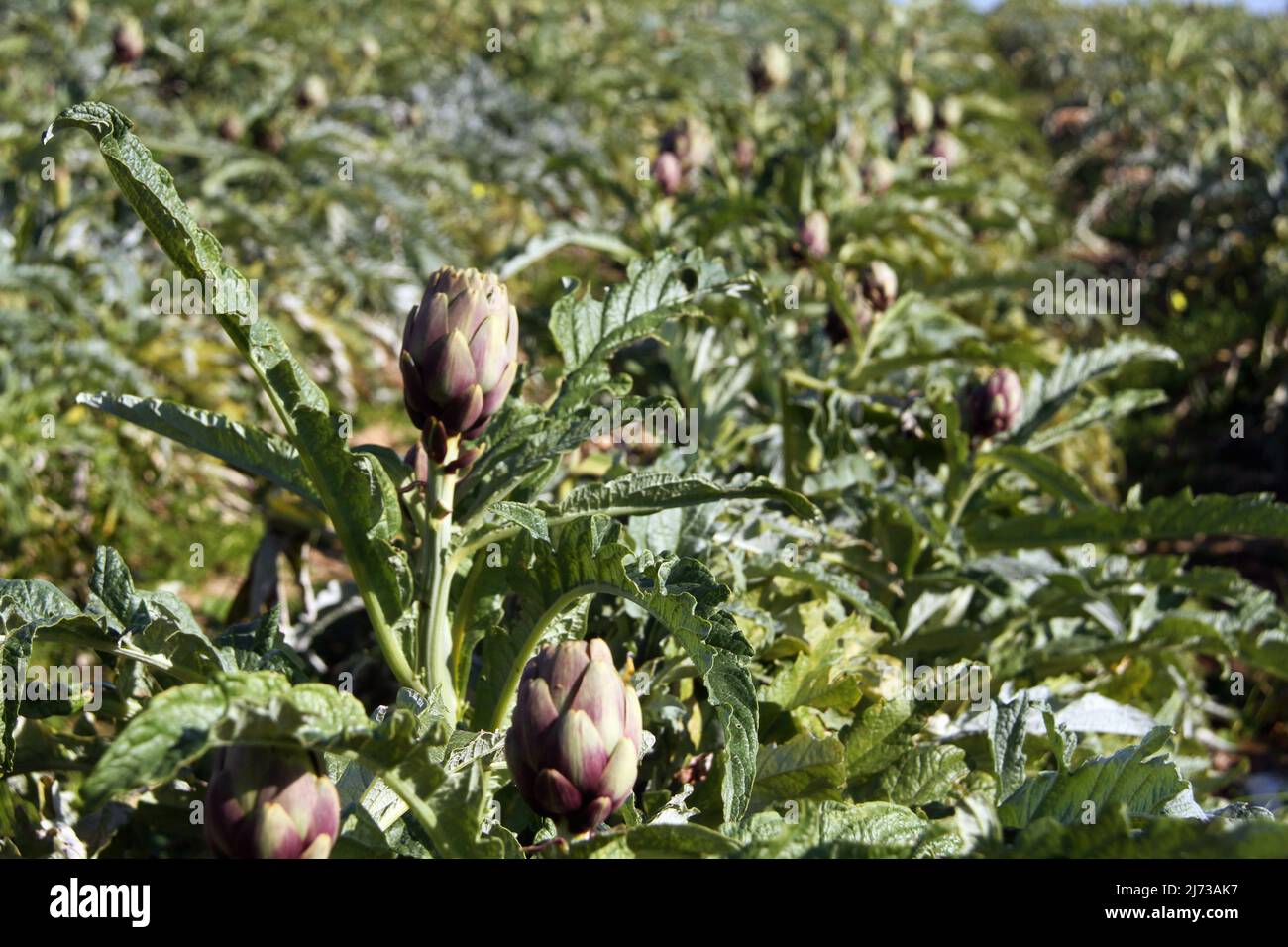 Artichoke culture in Southern Italy Stock Photo