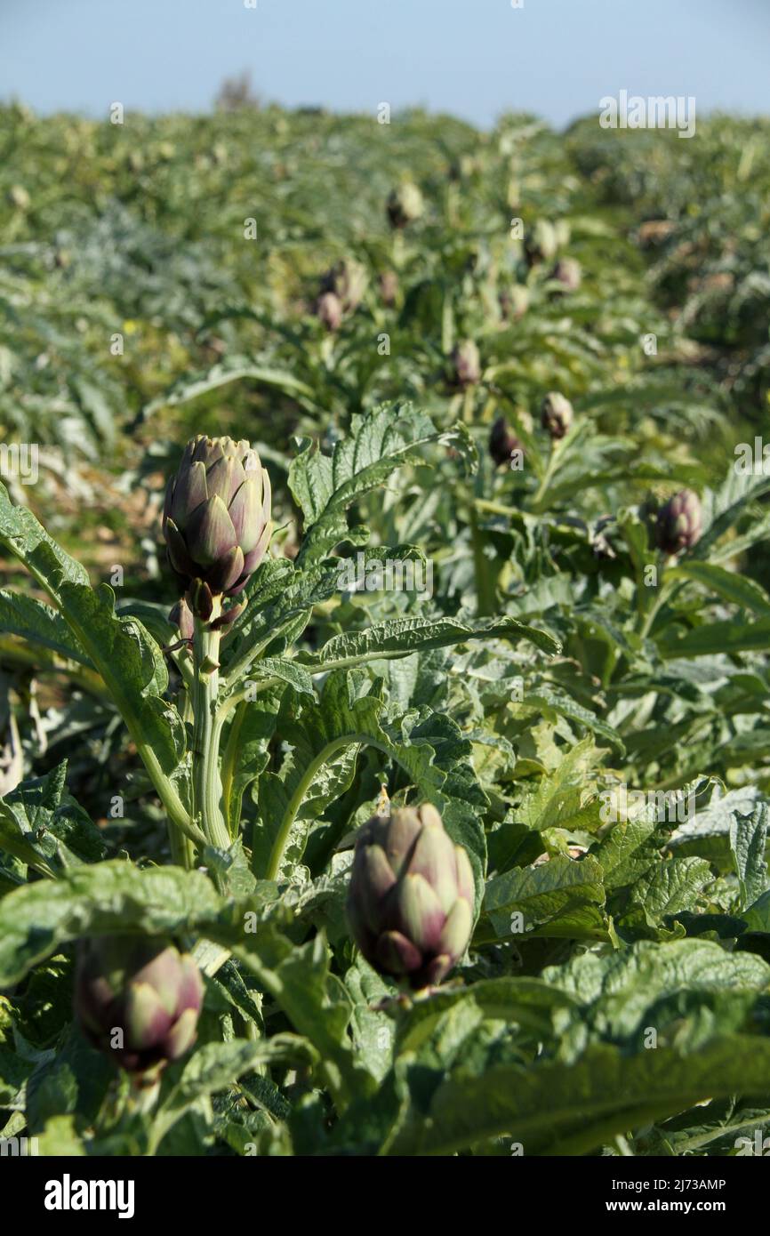 Artichoke culture in Southern Italy Stock Photo Alamy